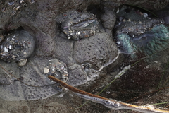 Eudistoma psammion