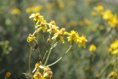 Senecio bahioides