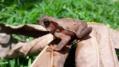 Rhinella dapsilis
