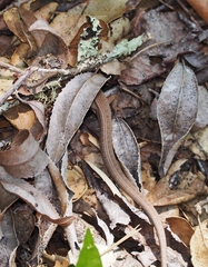 Elgaria coerulea coerulea