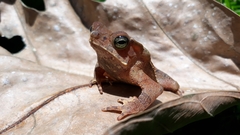 Rhinella dapsilis