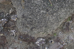 Dodecaceria fewkesi