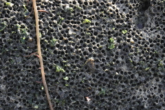 Dodecaceria fewkesi