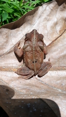 Rhinella dapsilis