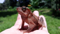 Rhinella dapsilis