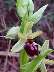 Ophrys sphegodes massiliensis