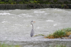 Ardea cinerea