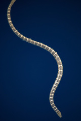 Hydrophis ornatus
