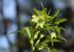 Helleborus viridis
