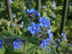Pentaglottis sempervirens