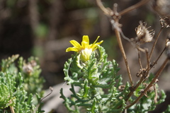 Senecio bahioides