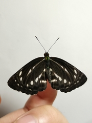 Neptis nata