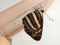 Neptis nata