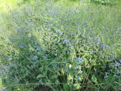 Pentaglottis sempervirens