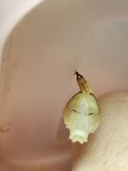 Neptis nata