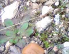 Taraxacum obovatum