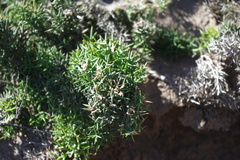 Colletia hystrix