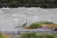 Ardea cinerea