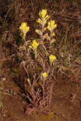 Castilleja kraliana