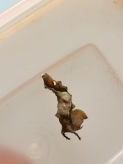 Neptis nata