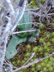 Ophrys speculum