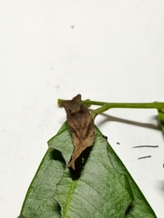 Neptis nata