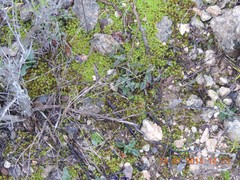 Ophrys speculum