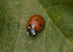 Coccinella septempunctata