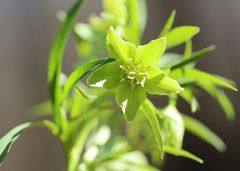 Helleborus viridis
