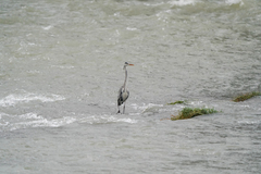 Ardea cinerea