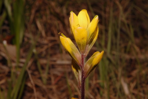Image of Castilleja kraliana by (c) Brian Finzel, some rights reserved (CC BY-SA)