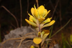 Castilleja kraliana
