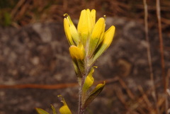 Castilleja kraliana