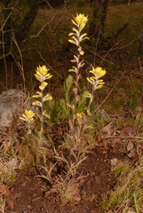 Castilleja kraliana