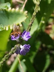 Paratetrapedia flaveola