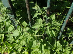 Solanum dulcamara