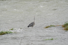 Ardea cinerea
