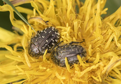 Oxythyrea funesta