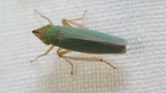 Draeculacephala soluta