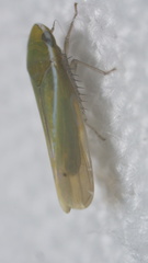 Alconeura fulminea
