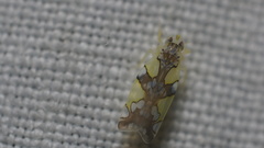 Protalebrella conica