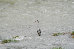 Ardea cinerea