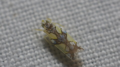 Protalebrella conica