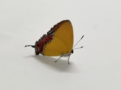 Heliophorus epicles