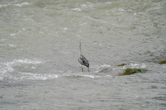 Ardea cinerea