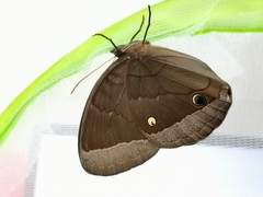 Thaumantis hainana