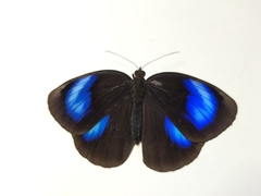 Thaumantis hainana