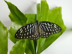 Graphium megarus