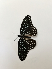 Graphium megarus
