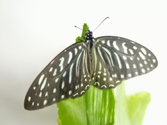 Graphium megarus